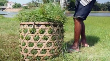 Çiftçi dolum bambu sepet çim ile (yakın )
