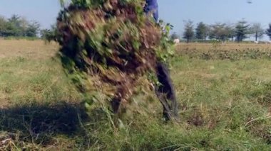 fıstık bitkiler demet yapma ve bir römork motosiklet doğru onun omuzlarında taşıyan çiftçi