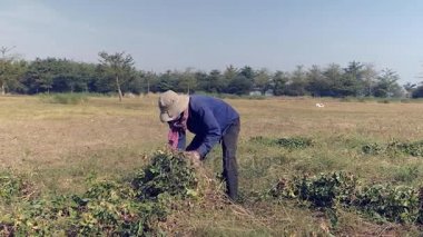  fıstık bitkiler demet yapma ve bir römork motosiklet doğru onun omuzlarında taşıyan çiftçi