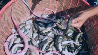  su yılan balığı ile plastik havzası içinde zarı kadın (yakın)