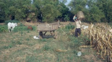 Çiftçi boşaltma hasat mısırdan bambu sepet alanının kenarındaki ahşap sepeti için 