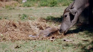 Bakım ve koruyucu anne davranış bebeği kokulu Buffalo 