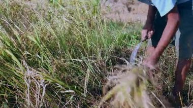Yaşlı çiftçi bir orak kullanarak pirinç bitkileri hasat