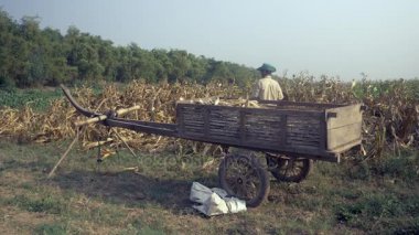 Ahşap sepeti hasat Mısır ve yeni mısır almaya alanında bir bambu sepet ile geri dönüş çiftçi ile yüklü