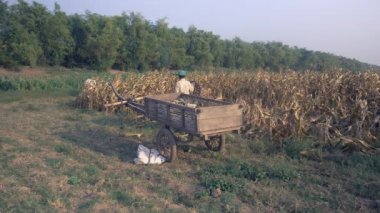 Ahşap sepeti hasat Mısır ve yeni mısır almaya alanında bir bambu sepet ile geri dönüş çiftçi ile yüklü
