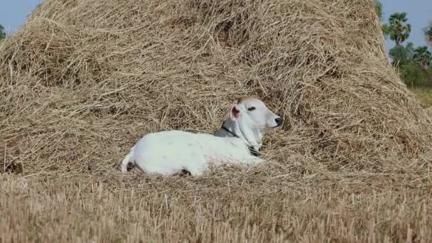 Witte kalf liggend en het krijgen van de zon en de rest door een stapel hooi — Stockvideo