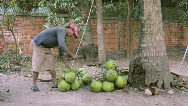 Coconut seller chopping stalks from bunches of coconuts with his hatchet — Stock Video