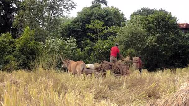 Landbouwers die rijst stro op een ox cart in een veld van hooi laden — Stockvideo