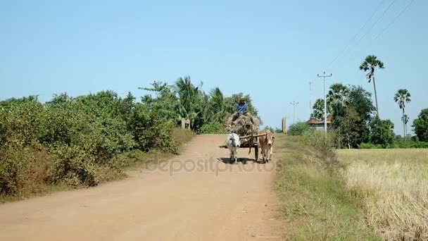 Farmer riding an oxcart heavily loaded with rice straw on rural road — Stock Video