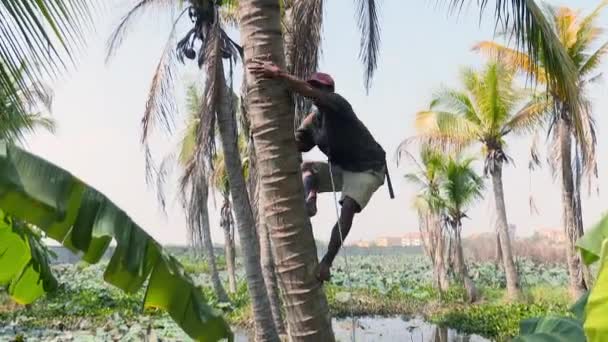 Vendedor de coco escalando uma palmeira para pegar cocos — Vídeo de Stock