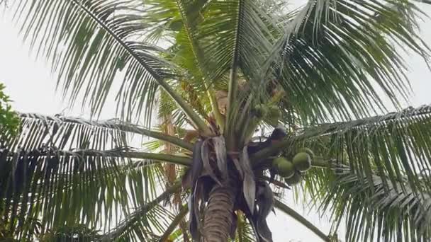 Человек на вершине пальмы привязывает кучу кокосов верёвкой, чтобы безопасно её спустить. — стоковое видео