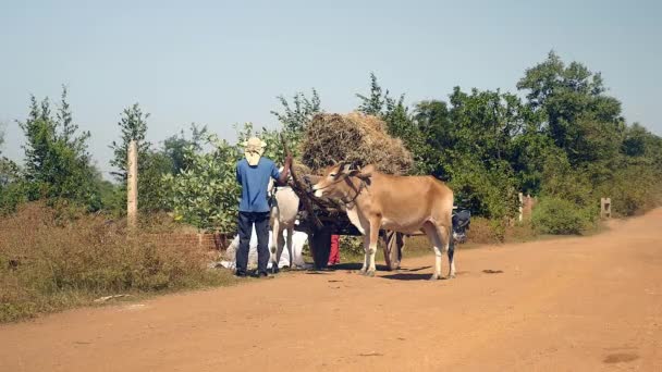 Na het oogsten en laden van rijst rietjes, klaar voor transport op een weg van het platteland pad oxcart — Stockvideo