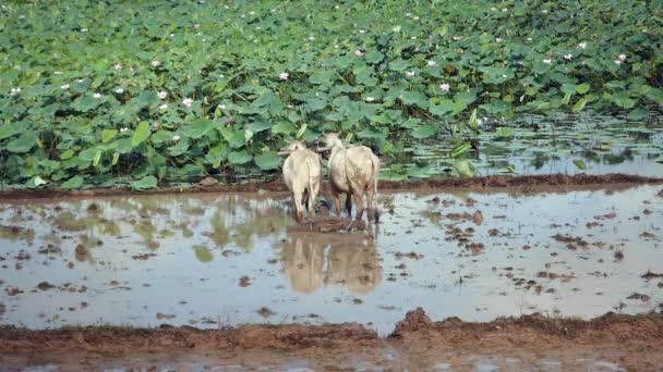 Άροτρο βοοειδή για το ρύζι αναποφλοίωτο τομέα πριν από την lotus πεδίο — Αρχείο Βίντεο