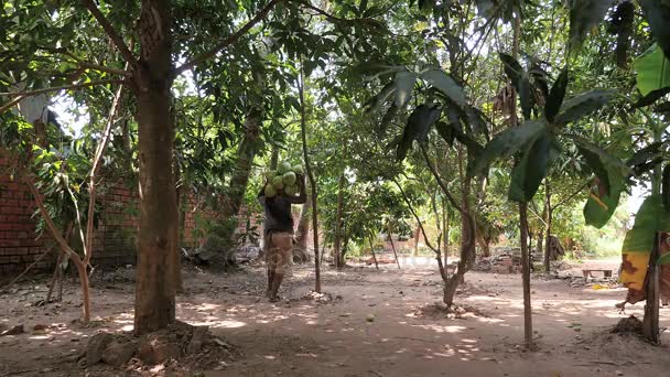 Vendeur de noix de coco portant sur une épaule un tas de noix de coco vertes à charger sur sa remorque de vélo — Video