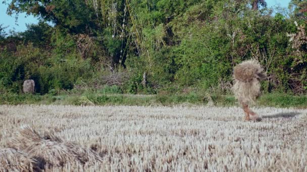 Boer vervoert bundels van hooi door het veld — Stockvideo