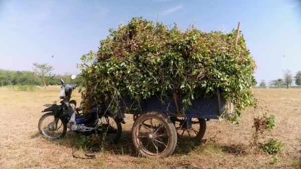 摩托车拖车超载花生植物在田里 — 图库视频影像