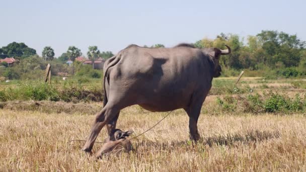 Water buffalo tied up with rope standing next to buffalo calf lying down next to it — Stock Video