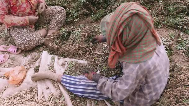 Фермеры сидят в поле и тянут арахис с собранных растений — стоковое видео