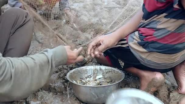 Pescadores removendo peixes enredados de sua rede e mantendo-o em uma panela (close-up ) — Vídeo de Stock