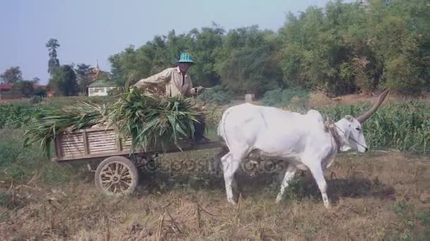 Mezőgazdasági termelő lovaglás oxcart tele betakarított kukorica és kukorica növények a szántóföld — Stock videók
