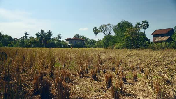 Fernsicht auf Bauern, die mit der Sichel Reispflanzen ernten — Stockvideo