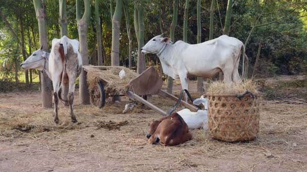 Vacas comiendo heno en un corral, terneros tirados en el suelo y aves picoteando — Vídeo de stock