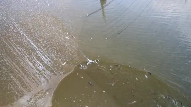 Fisher using a hand net to take fishes caught out of a chinese fishing net ( extreme close up ) — Stock Video