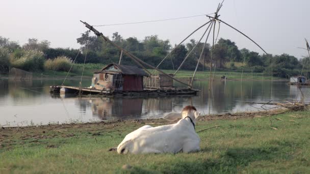 Белый теленок лежит на берегу реки; Домашняя лодка с китайской рыболовной сетью на берегу реки на заднем плане — стоковое видео