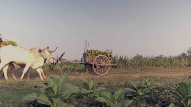 Landwirt mit abgeerntetem Tabakblatt auf Ochsenkarren auf Feldweg — Stockvideo
