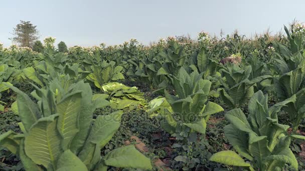 Mujer agricultora cosechando hojas de tabaco comenzando en el fondo de la planta y dejando hojas recogidas en el suelo — Vídeo de stock