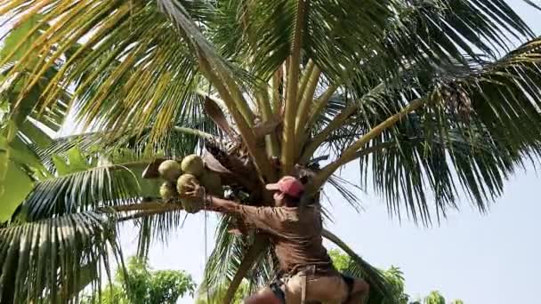 Vendedor de coco trepando una palmera para recoger cocos — Vídeo de stock