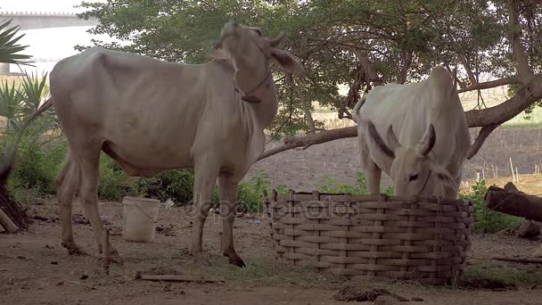 Bílé krávy svázaný v některých chovné jíst trávu z velké bambusové koše — Stock video