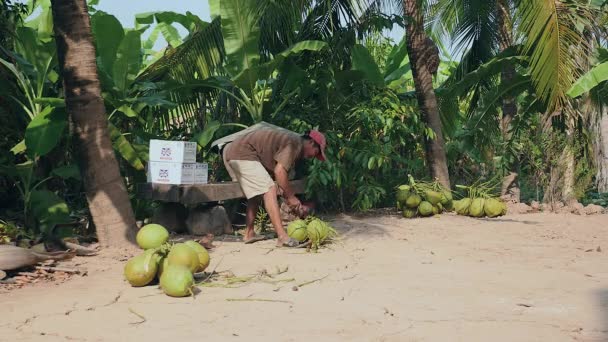 Kokos säljaren hugga stjälkar från klasar av kokosnötter med hans yxa — Stockvideo