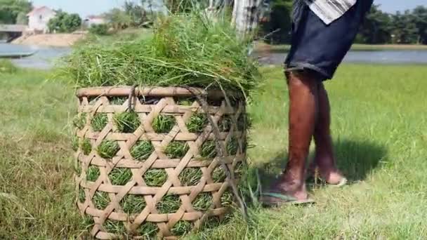 Bauer füllt Bambuskorb mit Gras (Nahaufnahme) ) — Stockvideo