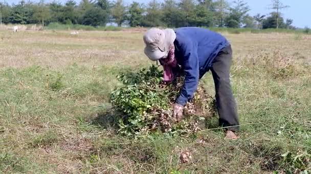 Bauer macht ein Bündel Erdnusspflanzen und trägt es auf seinen Schultern in Richtung eines Motorradanhängers — Stockvideo