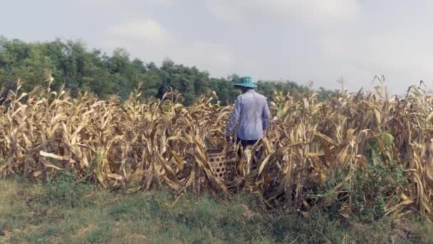 Farmer picking corn by hand and using a bamboo basket to carry it — Stock Video