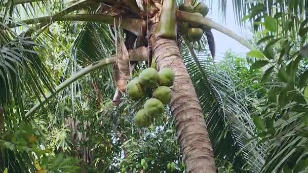 Kokosnussverkäufer an der Spitze einer Palme, der ein Bündel Kokosnüsse mit einem Seil nach unten bringt — Stockvideo