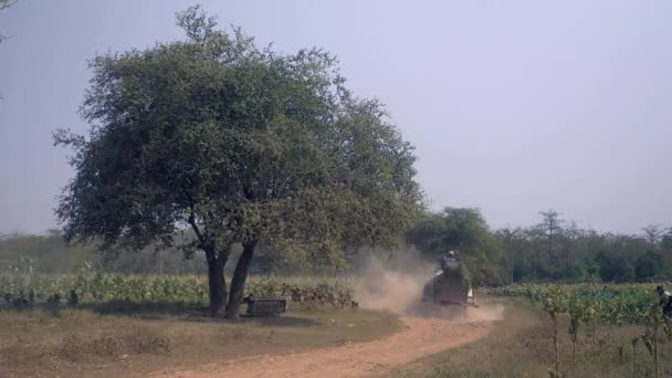 Farmer driving an oxcart carrying harvested tobacco leaves on a dusty earth path through tobacco fields — Stock Video