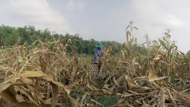 Boer met de hand plukken van maïs en gooien het in een mandje van bamboe — Stockvideo