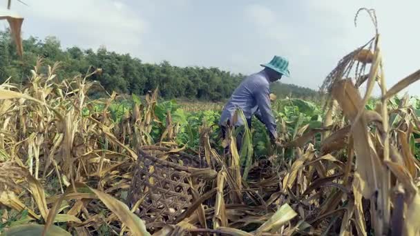 Boer met de hand plukken van maïs en gooien het in een mandje van bamboe — Stockvideo