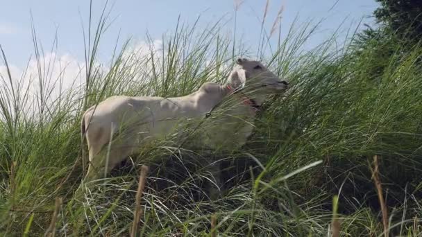 Pâturage de la vache blanche dans l'herbe haute (gros plan ) — Video