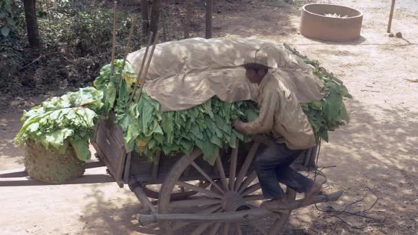 Granjero de pie en su carro de madera y tomando hojas de tabaco cosechadas de su carro de madera — Vídeos de Stock