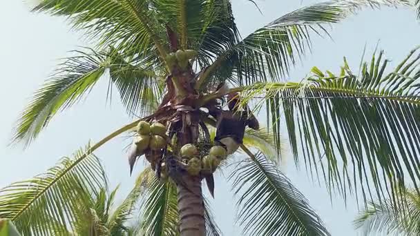 Kokosový prodávající v horní části palmy snížení banda kokosy svázala s lanem — Stock video