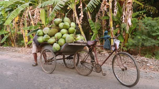 Vendedor de coco cargando su remolque de bicicleta con racimos pesados de cocos para la venta — Vídeo de stock