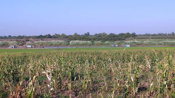 Campo de maíz verde y casas flotantes con redes de pesca chinas en el río en el fondo — Vídeos de Stock