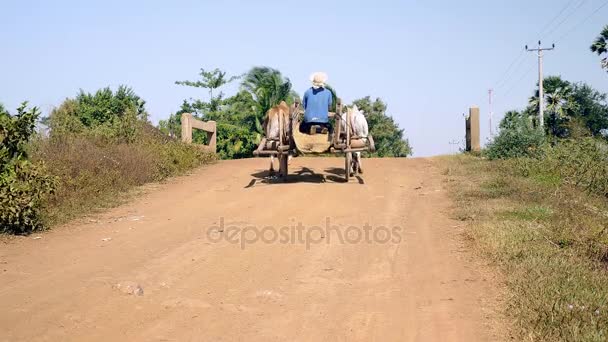 Granjero montando un carro de bueyes cargado de paja de arroz en el camino rural — Vídeo de stock