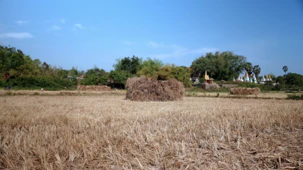 Scattered haystacks in dried fields — Stock Video