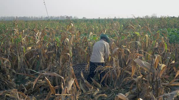 Фермер збирає кукурудзу вручну і використовує бамбуковий кошик для перенесення — стокове відео