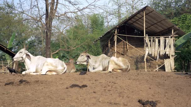 Vaches blanches et brunes allongées dans une cour de ferme et poulets passant par là — Video