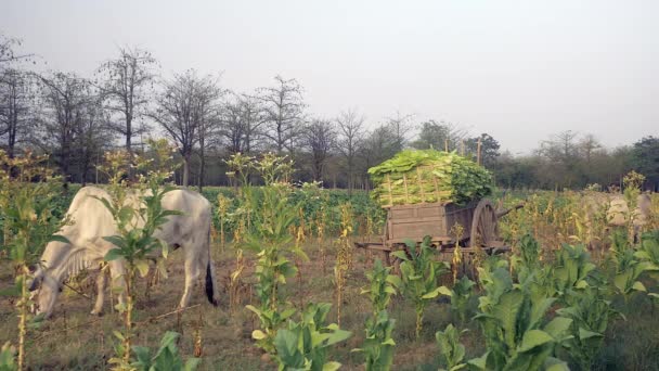 Chariot en bois surchargé de feuilles de tabac récoltées et de vaches broutant dans le champ de tabac — Video